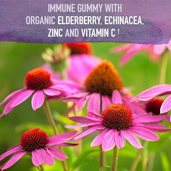 GARDEN OF LIFE ORGANICS ELDERBERRY GUMMIES FOR ADULTS & KIDS – IMMUNE SUPPORT SUPPLEMENT WITH ORGANIC FRUIT, HERBAL BLEND, ELDERBERRY, ECHINACEA, ZINC, VITAMIN C, 120 VEGAN GLUTEN FREE GUMMIES