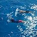 SUBWING - Fly Under Water | Water Sport Towable for Boats | Alternative to Wakeboard, Pull Behind Flying Tubes & Towable Tubes for Boating