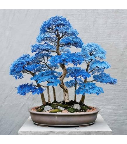 Amazon.com : 10 Seeds Rain Tree Seeds Monkey Pod | Albizia Saman Tropical  Flower Bonsai Plant Rare : Patio, Lawn & Garden