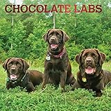 Chocolate Labrador Retrievers 2020 12 x 12 Inch Monthly Square Wall Calendar with Foil Stamped Cover by