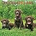 Chocolate Labrador Retrievers 2020 12 x 12 Inch Monthly Square Wall Calendar with Foil Stamped Cover by