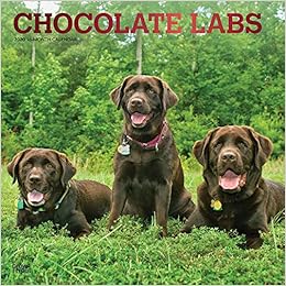 Chocolate Labrador Retrievers 2020 12 X 12 Inch Monthly Square