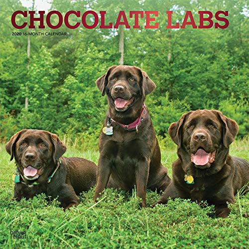 Chocolate Labrador Retrievers 2020 12 x 12 Inch Monthly Square Wall Calendar with Foil Stamped Cover by 