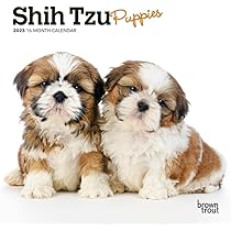 shih tzu puppies for sale trading post