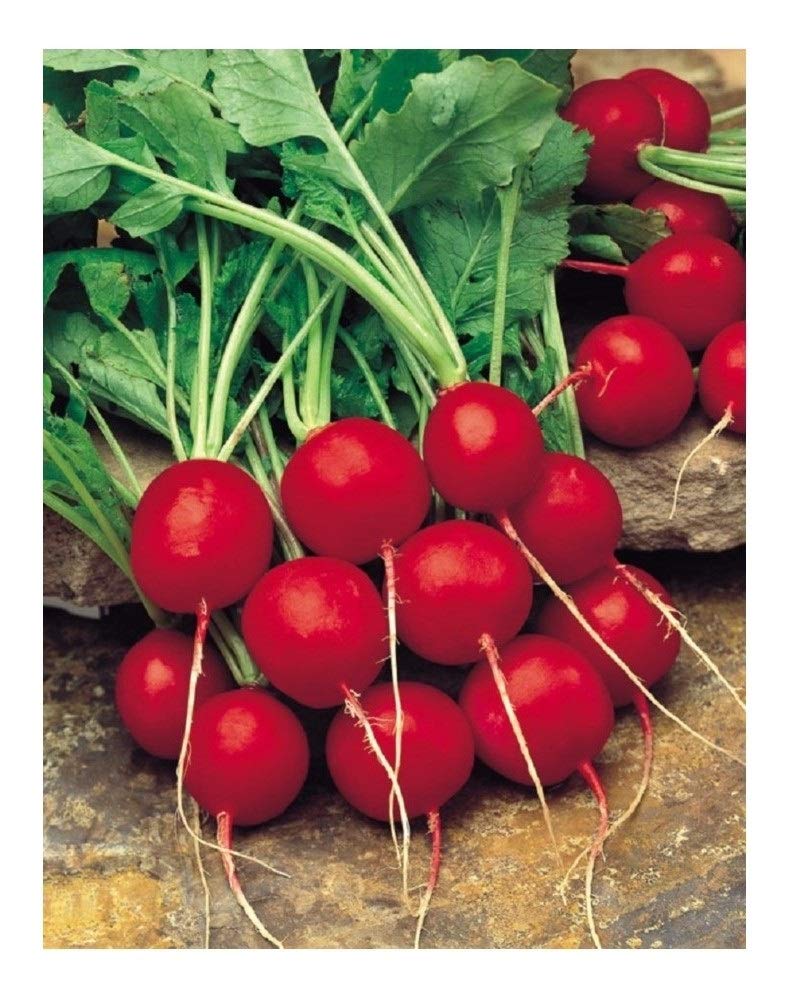 PREMIER SEEDS DIRECT Radish SAXA 2-750 Seeds (Organic)