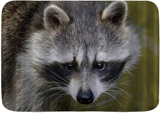 Amazon Com Wincan Bath Mat Rug Raccoon Animals Wildlife Cute Adorable Stare Plush Bathroom Decor Mats With Non Slip Backing 29 5 X 17 5 Kitchen Dining