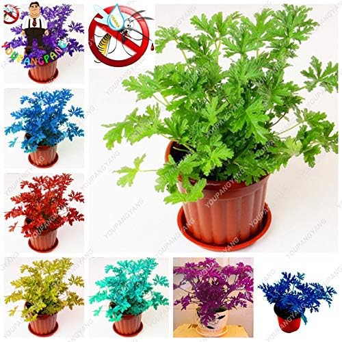 YOUPANGPANG 100 pcs Riddex Plant Bonsai Mosquito Repelling Grass Mozzie Buster Sweetgrass. Garden & Home Bonsai Plant Indoor Plant