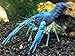 Aquatic Arts 1 B-Grade Electric Blue Crayfish | Live Freshwater Aquarium Lobster/Crawfish/Crawdad/Real Living Fish Tank Pet