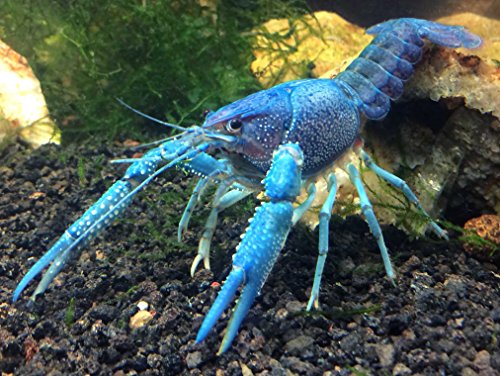 Aquatic Arts 1 Live Electric Blue Crayfish/Freshwater Lobster (2+ Inch Young Adult)