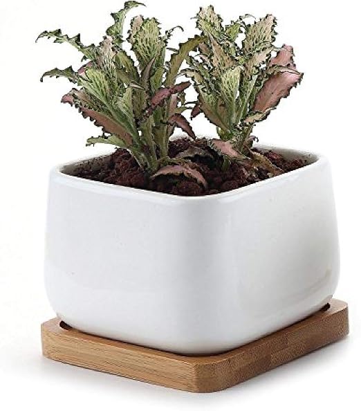 ZDY BOX - Macetas de cerámica para Plantas suculentas (10 cm ...