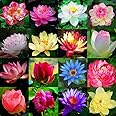 35 PCS Mixed Colors Bowl Lotus Seeds, Aquatic Bonsai Lotus Flower Seeds, Nelumbo Seeds for Indoor Outdoor Home Garden Balcony