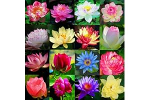35 PCS Mixed Colors Bowl Lotus Seeds, Aquatic Bonsai Lotus Flower Seeds, Nelumbo Seeds for Indoor Outdoor Home Garden Balcony