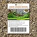 SunGrow Hair Grass Seeds, 10 Grams, Seeds Can Grow Up to 2 Inches, Mid or Foreground Tank Decor, Carpet Aquarium Plant, Short Germination Time, Creeper Plant Covers Tank Surface Quickly, 1 Pack