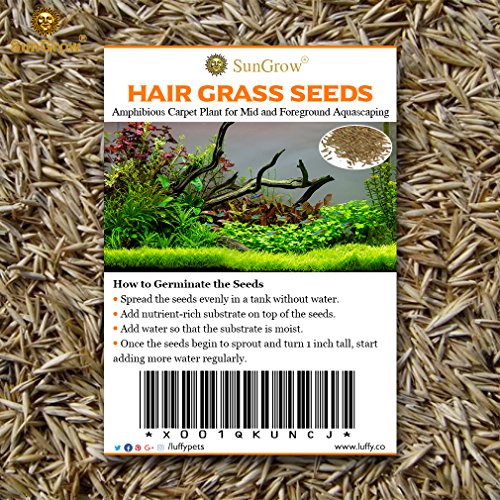 SunGrow Hair Grass Seeds, 10 Grams, Seeds Can Grow Up to 2 Inches, Mid or Foreground Tank Decor, Carpet Aquarium Plant, Short Germination Time, Creeper Plant Covers Tank Surface Quickly, 1 Pack