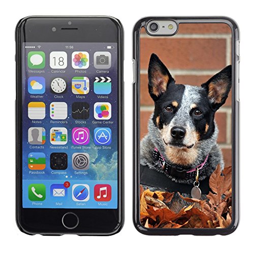 iKiki Tech Hard Case Cover - Rat Terrier Toy Fox Small Dog Autumn Fall - Apple Iphone 6 Plus 5.5