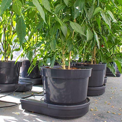 Sistema de riego automático de 2 plantas GoGro Essential ...