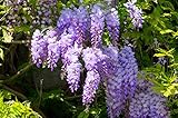 20+ Wisteria Vine Seeds Spectacular Decoration for