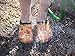 Sloggers Women's Waterproof Rain and Garden Shoe with Comfort Insole, California Dreaming Size 9, Style 5116CAD09