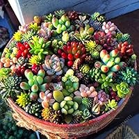 LI&HI 100 Pcs Mixed Succulent Anti-Radiation Fleshy Seeds Potted Flower Cacti & Succulents