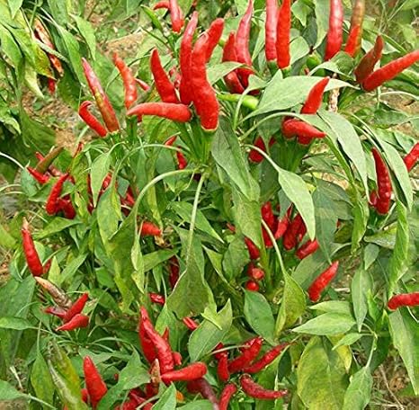 Pinkdose Bonsai Libera el envío 100 PC/Paquete Bonsai Vegetal ...