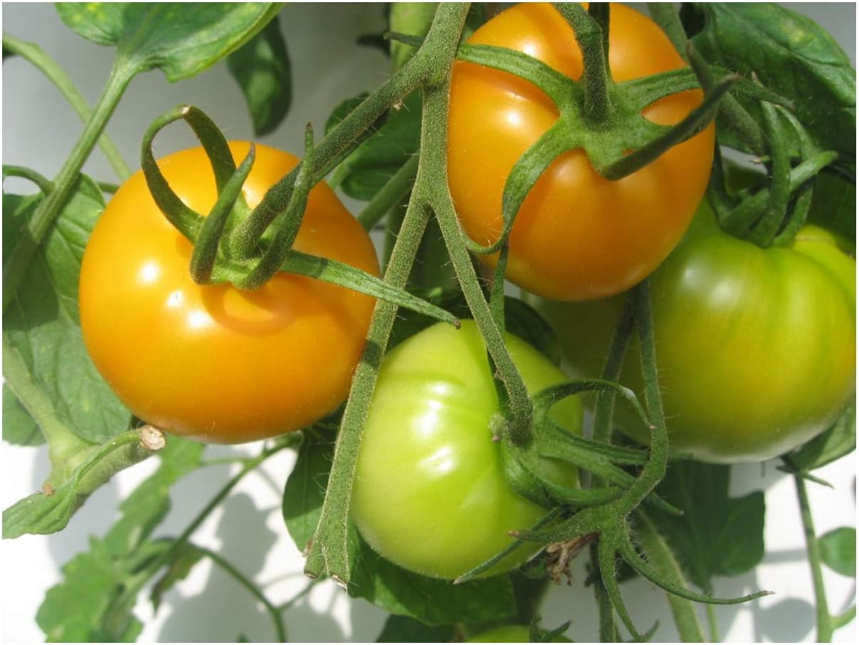 PREMIER SEEDS DIRECT Tomato Jubilee 100 Finest Seeds Amazon.co.uk