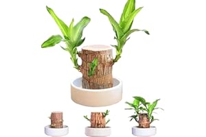 PIMELU Brazilian Wood Ceramic Plates, Brazilian Wood Plant, Brazilian Lucky Wood Ceramic Tray, Brazilian Wood Hydroponic Plant for Purifying Indoor Air, Brazilian Wood Tray Desk Decoration Plants Pot Bottom