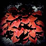 Zierstrauch Zierstrauch