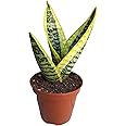 Generic Superba Robusta Snake Plant Sanseveria, 4 inch Pot, Impossible to Kill, Indoor/Outdoor, Yellow/green