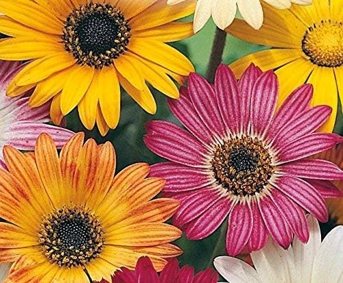 Arctotis X Hybrida Margherita Africana Semi Amazon It Giardino E Giardinaggio