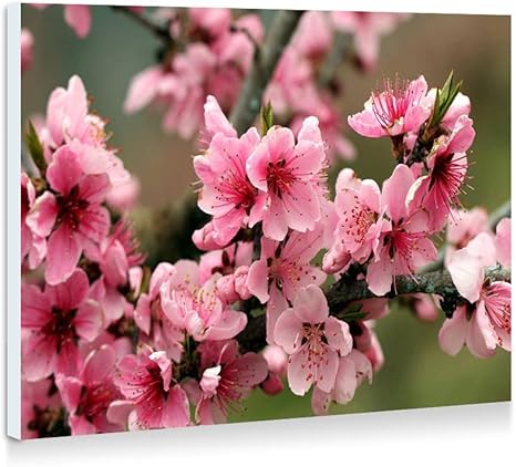 Amazon Co Jp 春 リンゴの木 ピンクの花の花 壁の絵 壁掛け ソファの背景絵画 壁アート写真の装飾画の壁画 植物 花 60cmx40cm ホーム キッチン