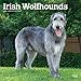 Irish Wolfhounds 2020 12 x 12 Inch Monthly Square Wall Calendar, Animals Irish Dog Breeds by 