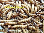 Live Superworms, GUT LOADED !!! (Qty-100) (Large (2+"))