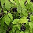 Palm Beach Medicinal Herbs - Siberian Ginseng (Eleutherococcus senticosus) - Packet of 15 Seeds