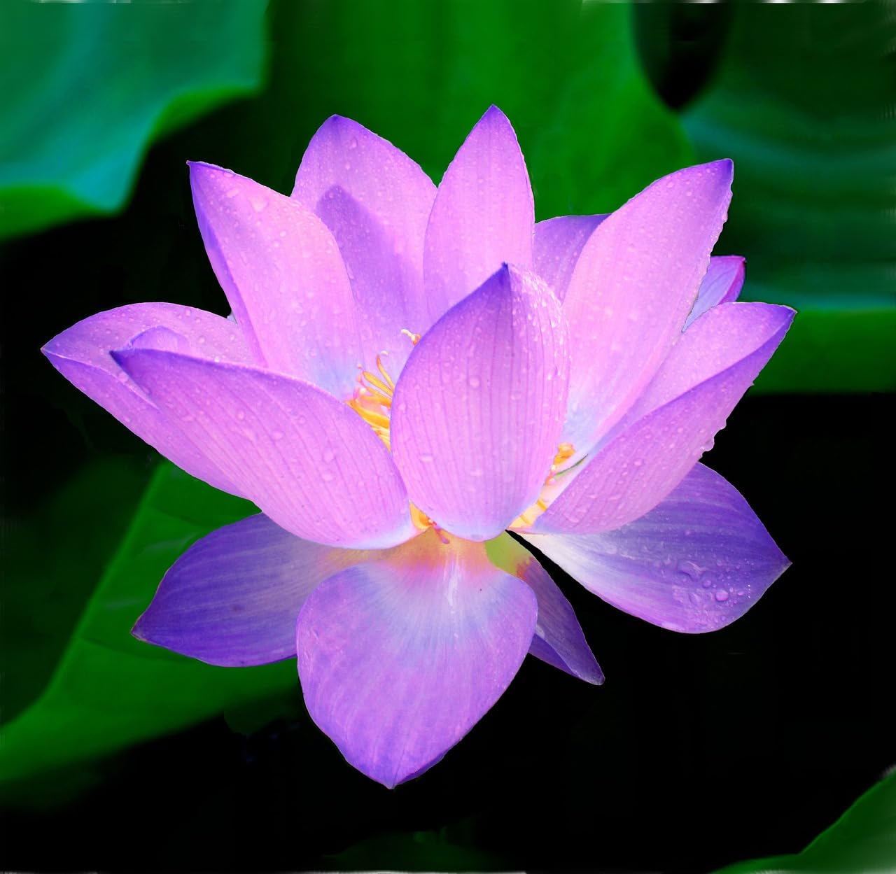 Photo 1 of 15pcs Mixed Lotus Seeds – Colorful Bowl Lotus & Water Lily Flower Seeds for Planting | Aquatic Plants for Ponds, Indoor Bonsai, Outdoor Water Gardens, Patio Decor