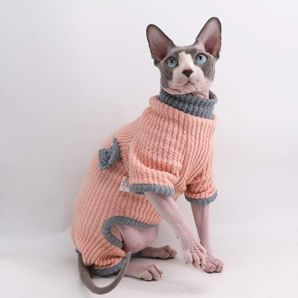 sphynx with sweater