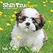 Shih Tzu Puppies 2019 7 x 7 Inch Monthly Mini Wall Calendar, Animal Small Dog Breed Puppies (English, French and Spanish Edition)