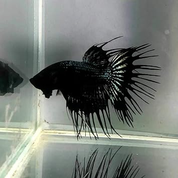 Amazon 熱帯魚 ベタ クラウンテール ブラックオーキッド オス 1匹 現品 生体 0806 川村淡水魚販売 観賞魚 水中生物 通販