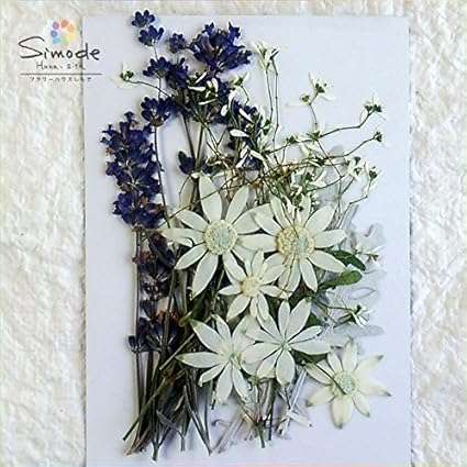 Amazon Co Jp 押し花素材 お花畑セット S 509 シロタエギク５枚 ラベンダー５本 フランネルフラワー５枚 ユーフォルビア５枚 レジンやキャンドルなどハンドメイド素材にピッタリです ホーム キッチン