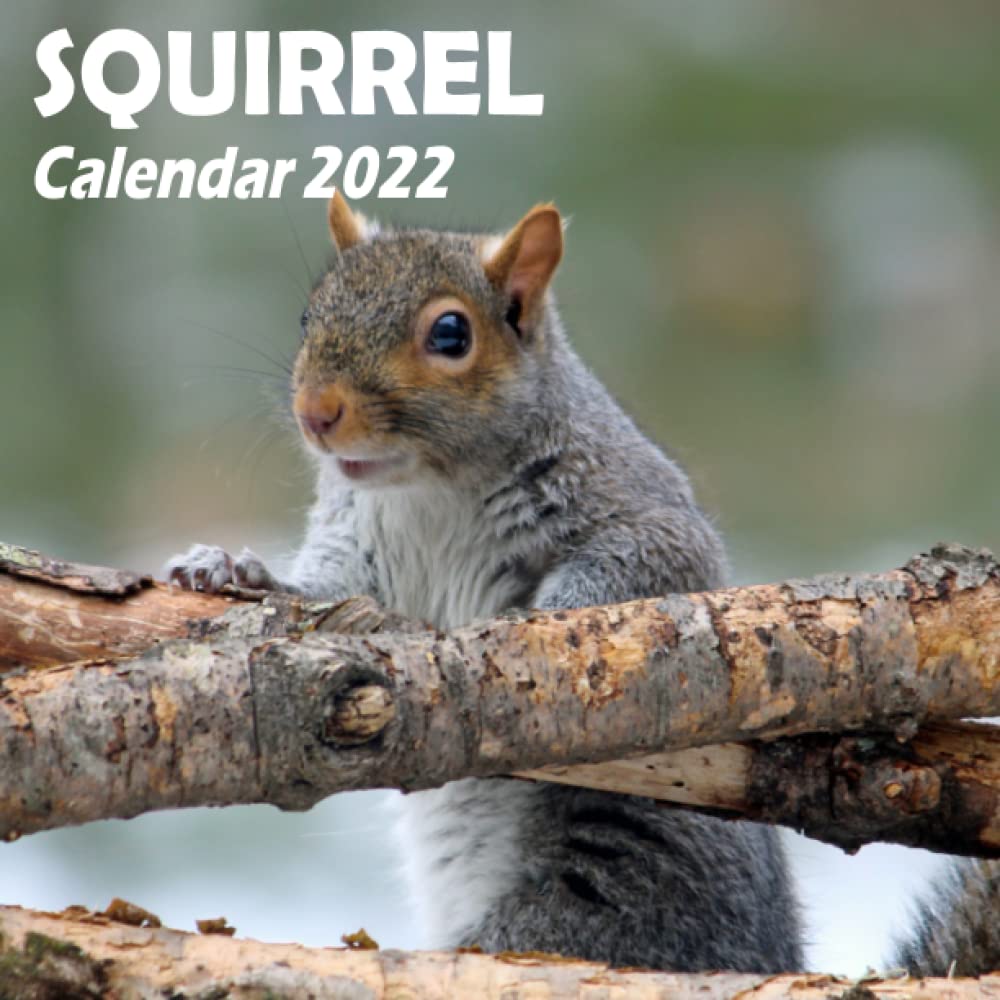 2022 Squirrel Calendar Squirrel Calendar 2022: Grey Red Squirrel Daily Mini Calendar, Baby Squirrel  Desk Calendar, Funny Squirrel Monthly Planner Small Calendar January To ...  Calendar, Gift For Squirrel Lovers Women Men.: Karam, Zaria: 9798758825358: