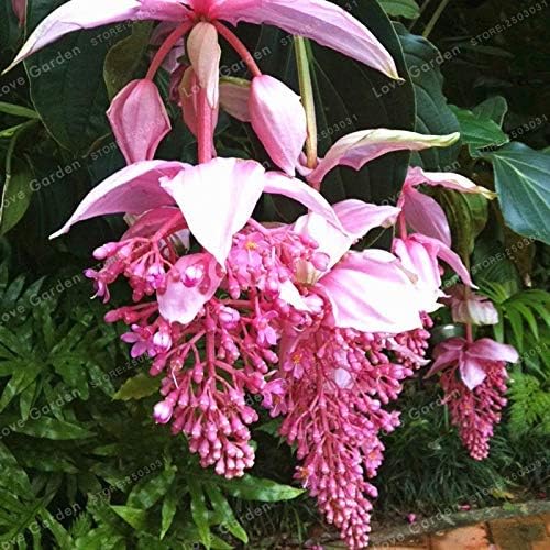 Coogel Medinilla Magnifica Bonsai Very Beautiful Bonsai Flower Bonsai Plant for Home Garden Decoration Flower Bonsai 100 Pcs