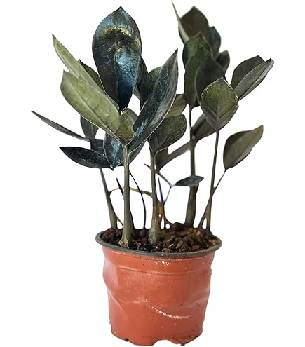 DOPPELGANGER　BLACKQUEEN Amazon.com : Live Plant ZZ Plant Black Queen in 4'' Pot