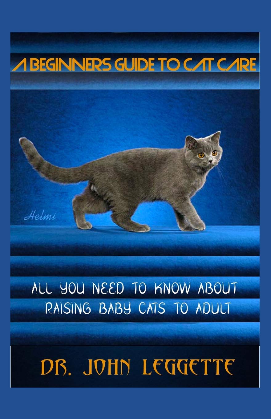 cat care for beginners