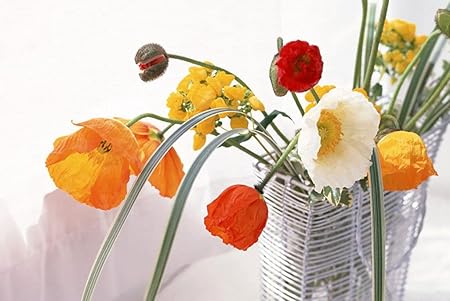 Amazon Co Jp A0 特大 ポスター ポピー水仙花花瓶葉 壁紙ウォールステッカーポスター A0 11x841mm Generic