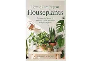 How to Care for Your Houseplants: The Essential Guide to Watering, Light, Repotting, and Propagation