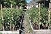 Best Root Pouch (5 Gallon)(10 Pack)(11