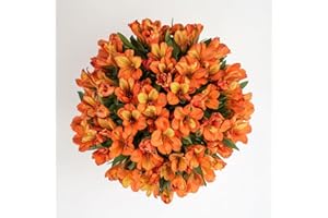GlobalRose Fresh Cut Orange Alstroemerias - 30 Stems Peruvian Lilies - Fresh Flowers Bouquet for Birthday
