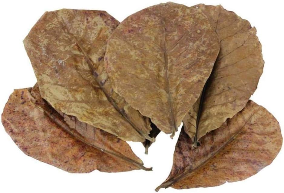 POFET 10pcs Catappa indian almond leaves ketapang leaf shrimp betta fish aquarium care Lower pH for Aquarium Fish Tank Use