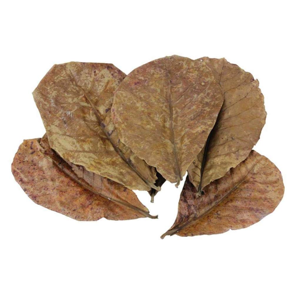 POFET 10pcs Catappa indian almond leaves ketapang leaf shrimp betta fish aquarium care Lower pH for Aquarium Fish Tank Use