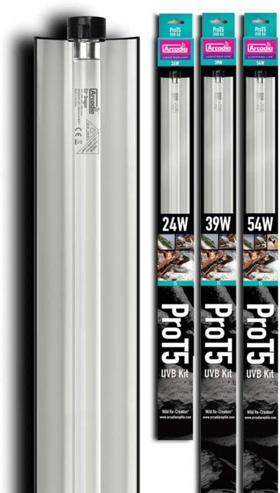 bearded dragon equipment kit