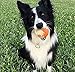 Planet Dog Orbee-Tuff Durable Chew-Fetch Ball Dog Toys
